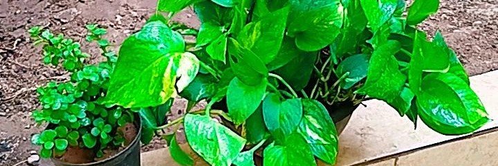 avaye__bahar's profile banner image
