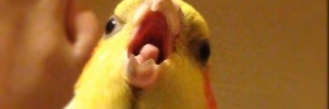 canethemane's profile banner image