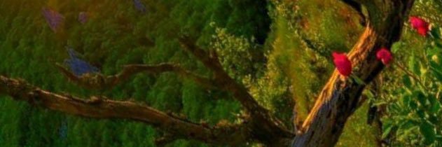 adelevels's profile banner image