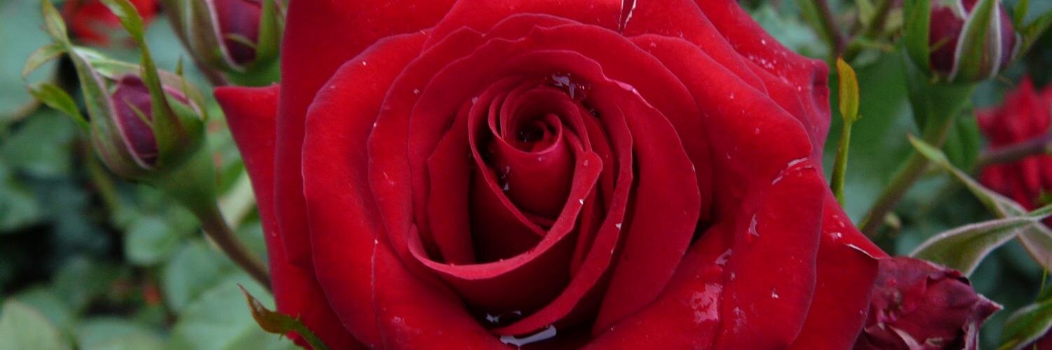 Anithaj28's profile banner image