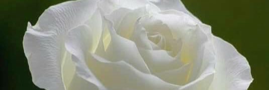 rosamaria2006's profile banner image