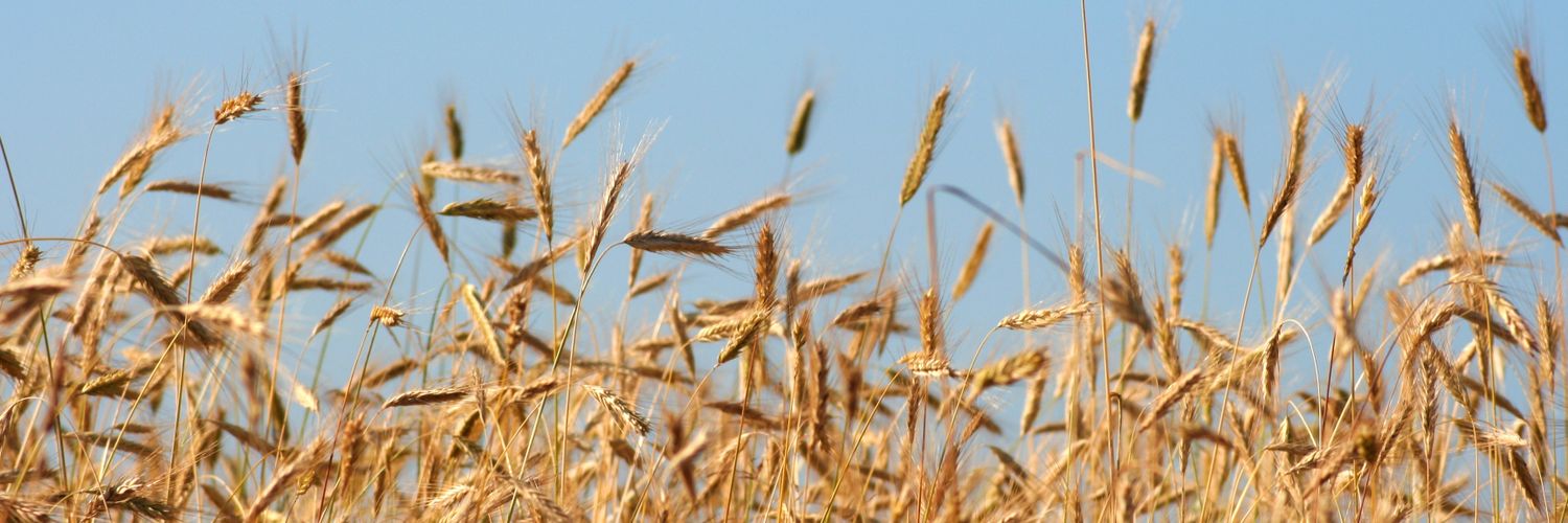 Pęczek Żyta banner