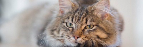 chrisclarke225 Profile Banner