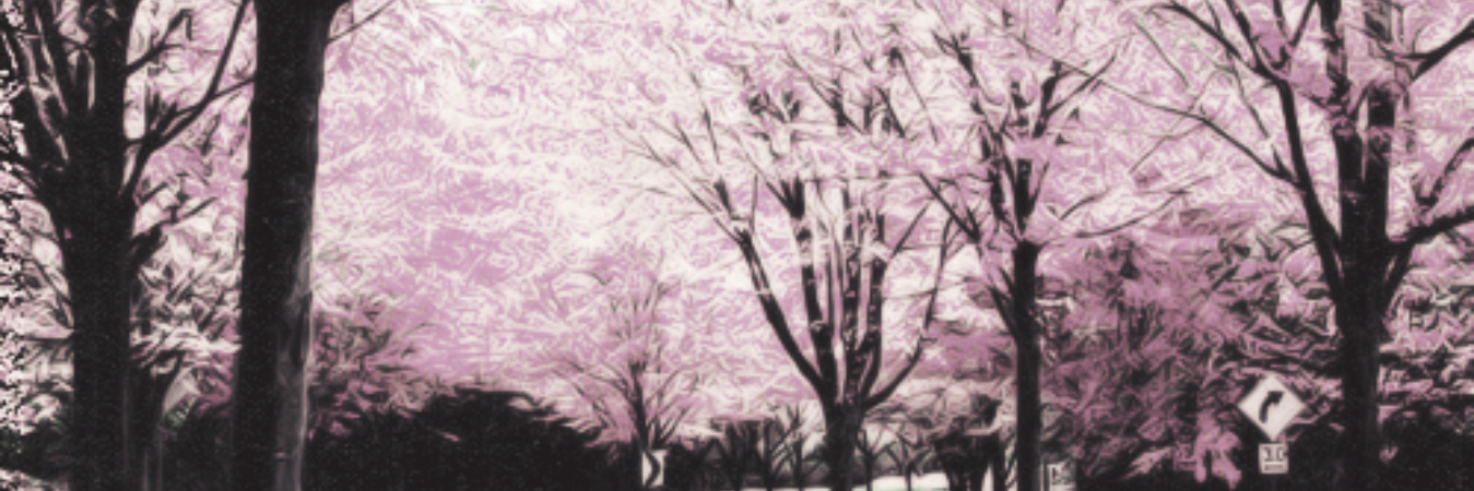 kaleymigdr's profile banner image