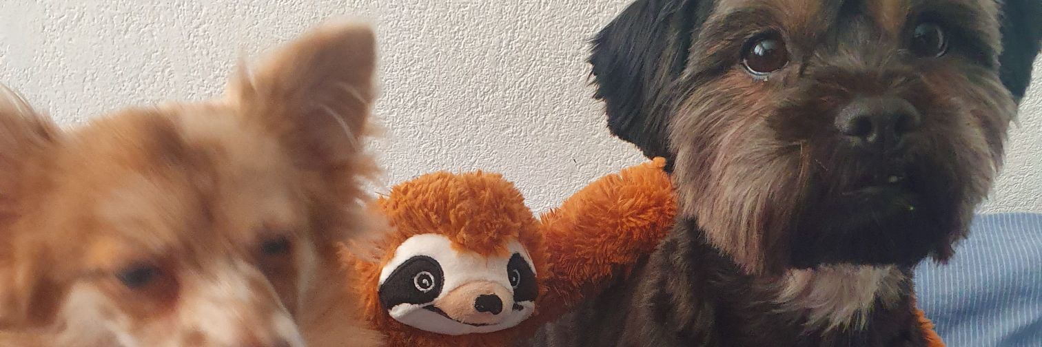 FelstedJay's profile banner image