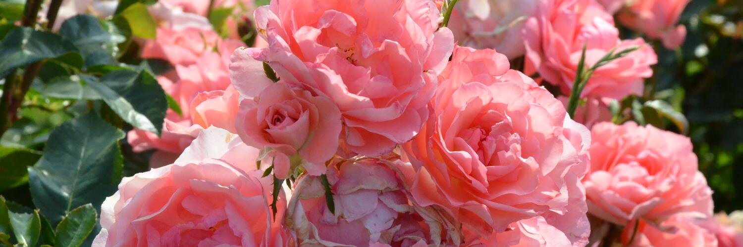 Hannah Bass, M.Ed. banner