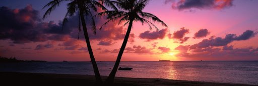 🌴Palms🌴 banner