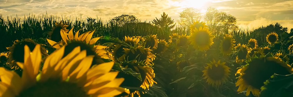 becks🌻✨ banner