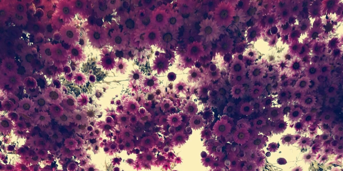 maagaz's profile banner image