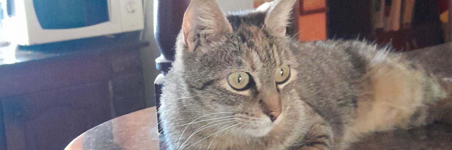 ssofib4_'s profile banner image