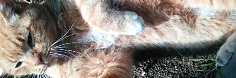 _Russian_Blue_'s profile banner image