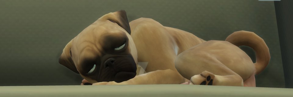 Tiger_Sims's profile banner image