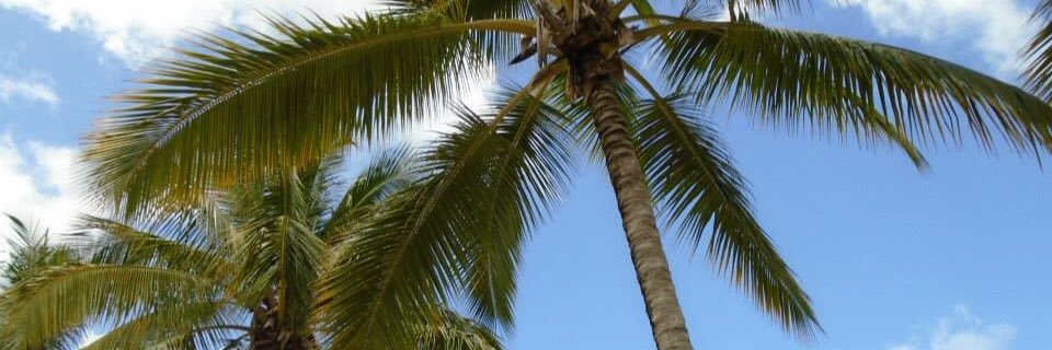 rowwgeddes's profile banner image
