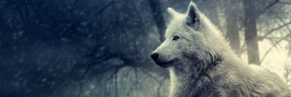 ametuda's profile banner image