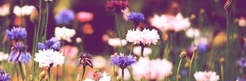 CountryBabe816's profile banner image
