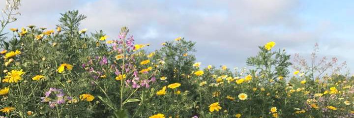 Danielle Killian banner