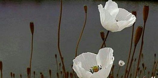 Linda L Starlight banner