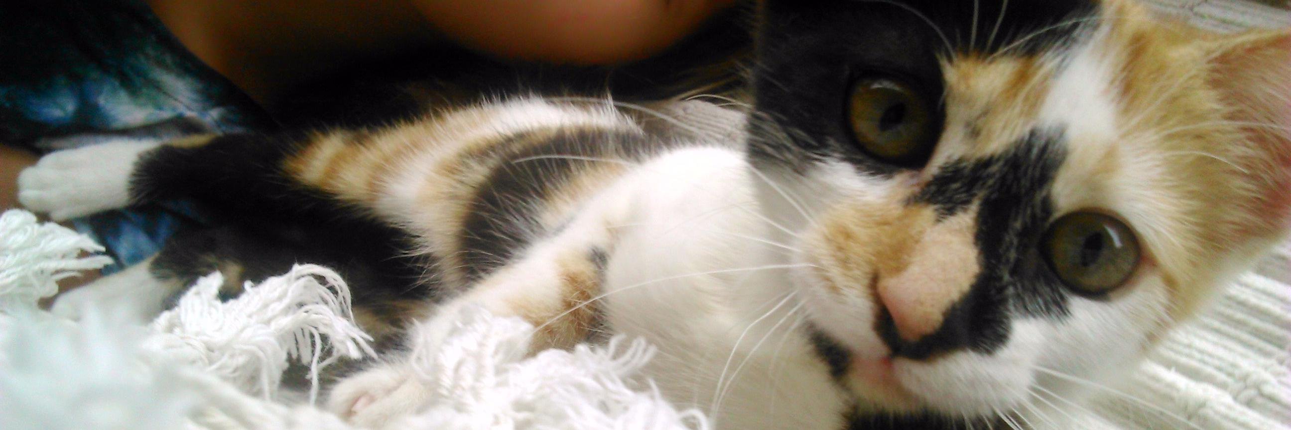 MelinaBeecher's profile banner image