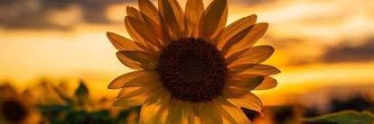 jaaneet_alee's profile banner image