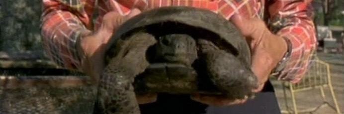 videotoad's profile banner image