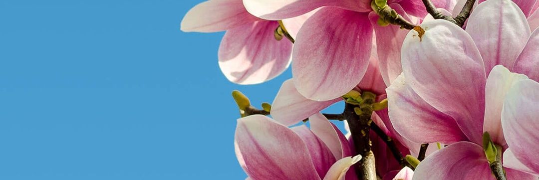 Mingree's profile banner image
