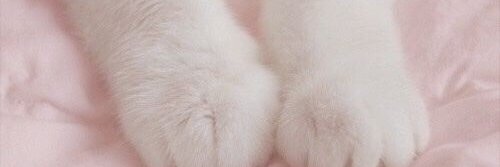 ivyrennace's profile banner image