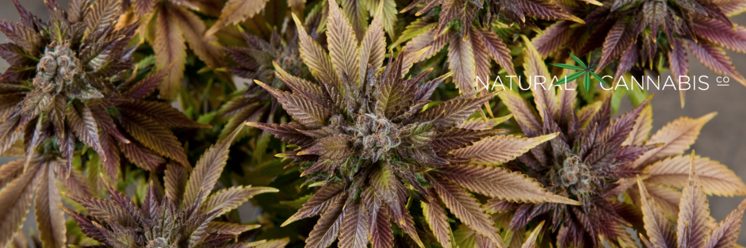 Organicann banner
