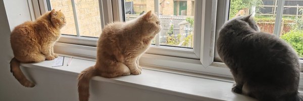 like_a_toad Profile Banner