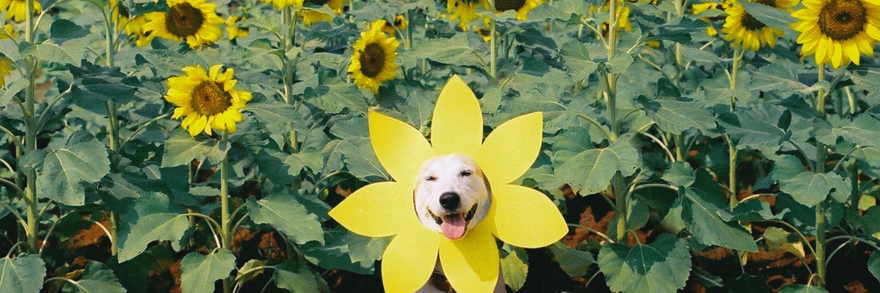 chels_flower's profile banner image