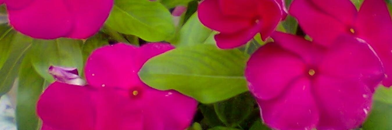 Ilaria1718's profile banner image