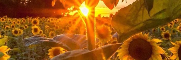 GiulyBonasorte's profile banner image