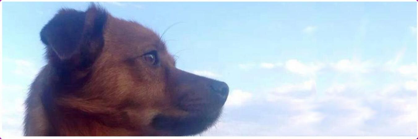 Adoptales's profile banner image