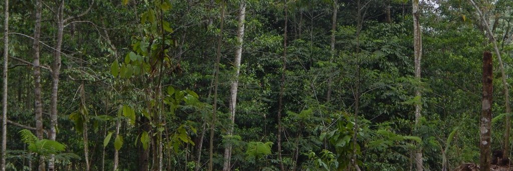 kosimSOBONGALAS's profile banner image