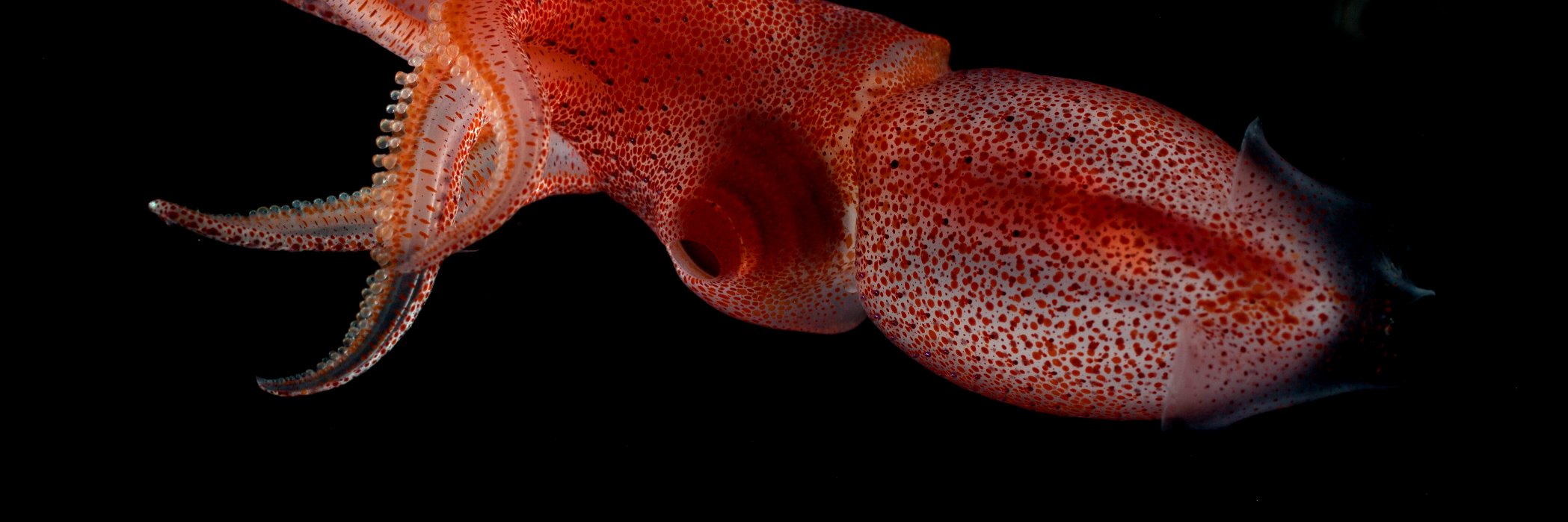 Katie Thomas 🦑 banner