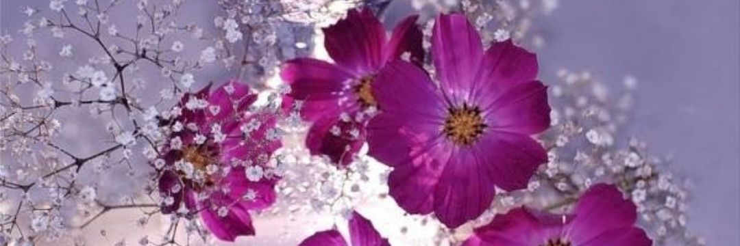 AuriaRo22's profile banner image