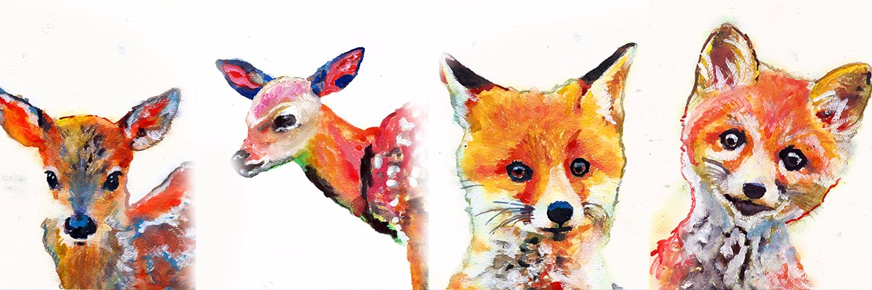 colourinnature's profile banner image
