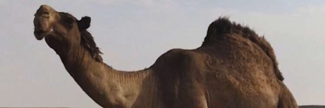 AlotaibiGma's profile banner image
