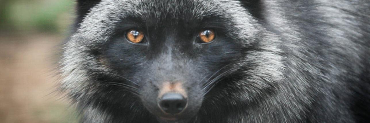 Silver_Fox_RP's profile banner image