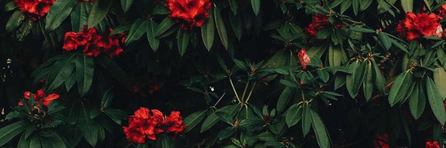 bethphotos's profile banner image