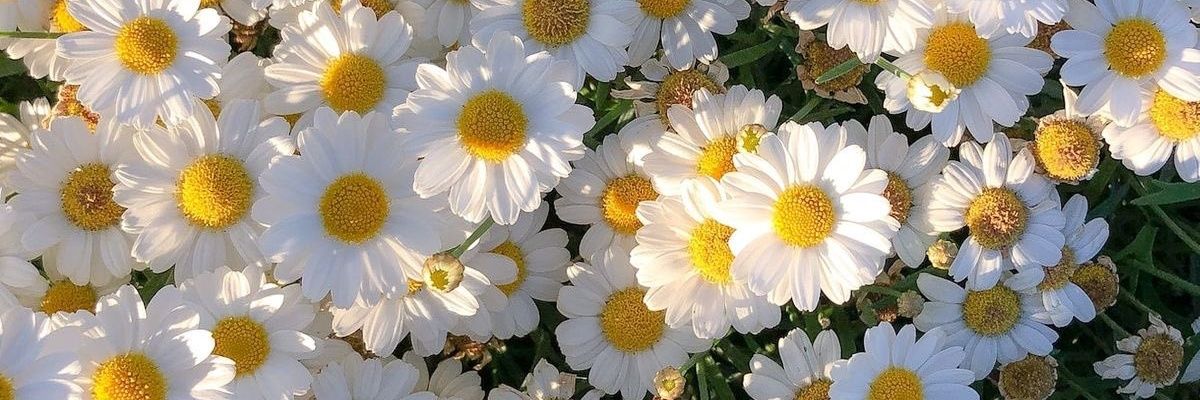 lablanqu1's profile banner image