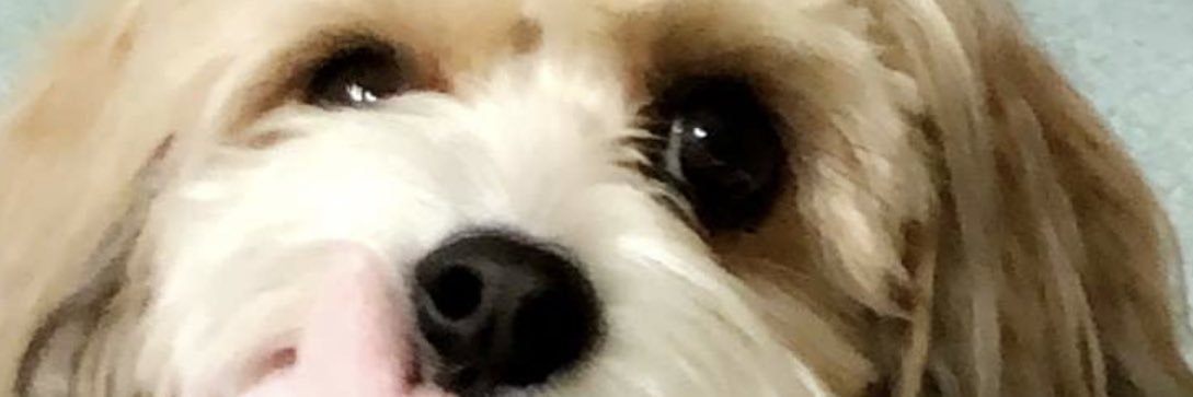 leeharke's profile banner image