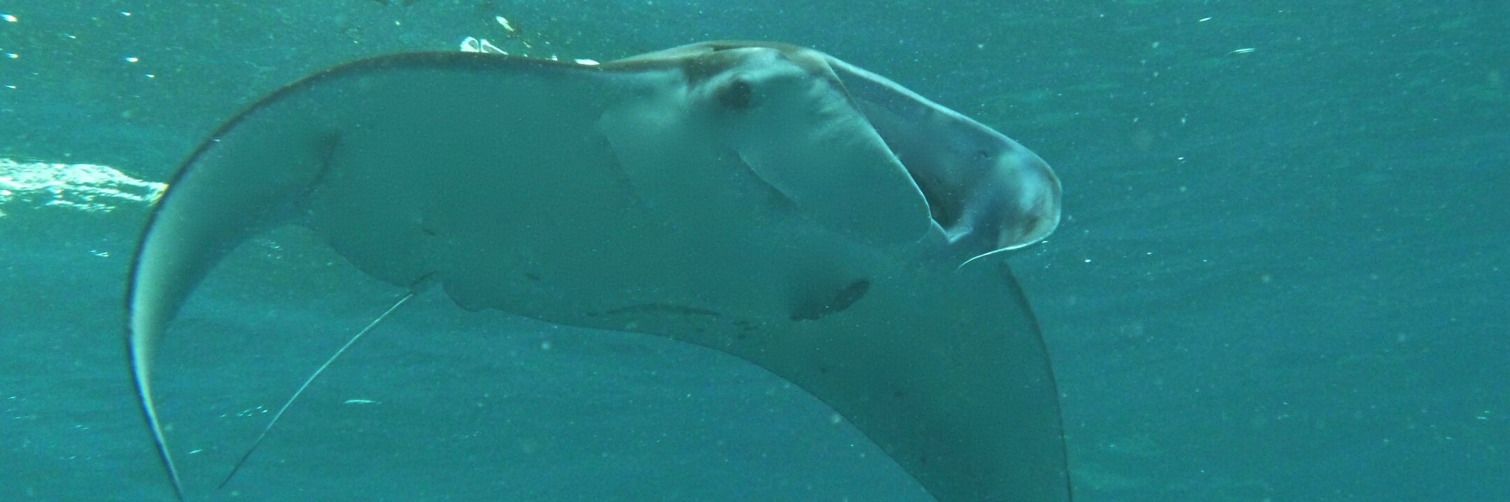 UrbanManta's profile banner image