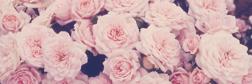 ParalellRose's profile banner image