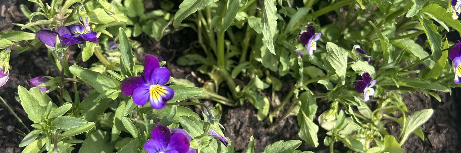 LR🟦🌵🐈🌈 🛳 🎗️AU ✝️ banner