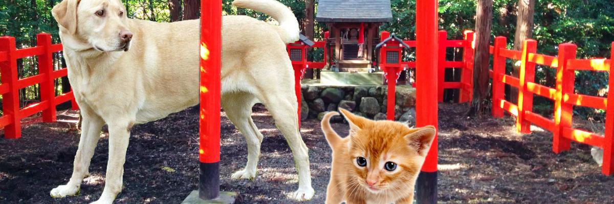 JapanCheapo's profile banner image