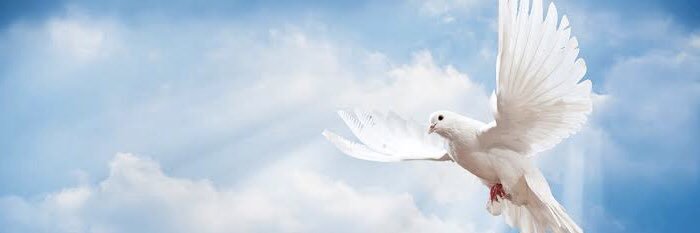 viregidor's profile banner image