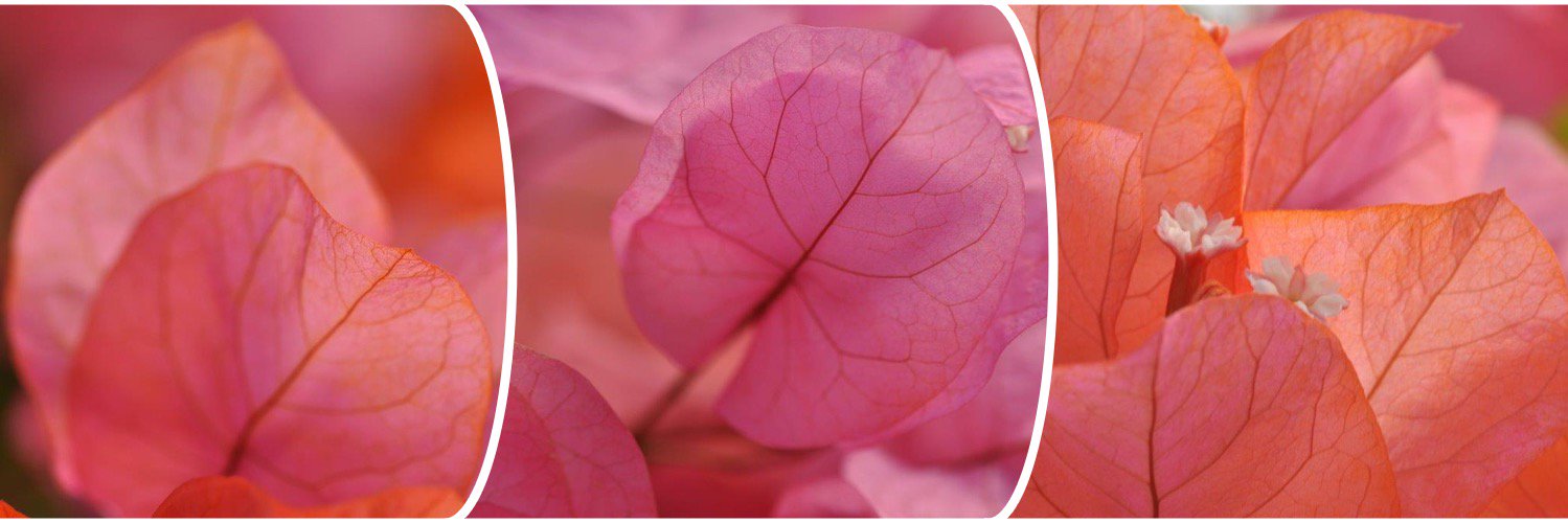 Tijardin's profile banner image