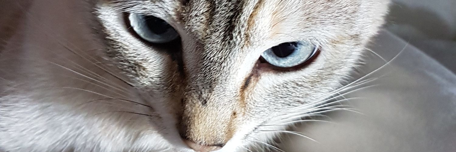 filete1311's profile banner image