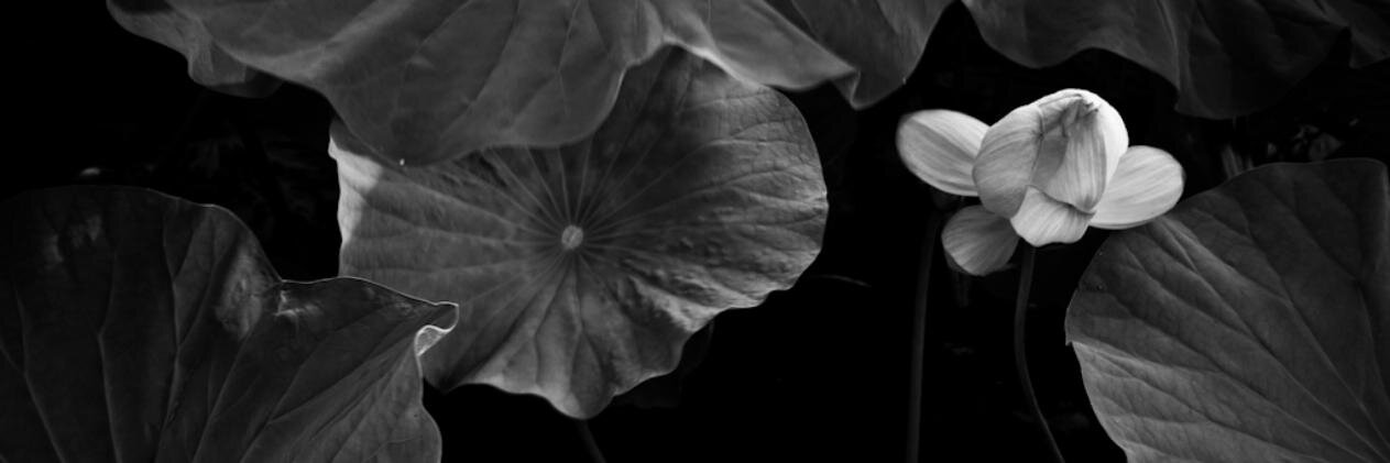 SLReflects's profile banner image