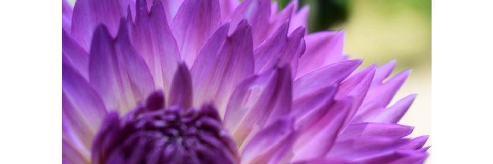 giuliasensale's profile banner image